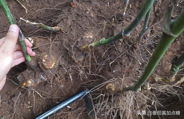 野生菝葜金刚刺,菝葜种植