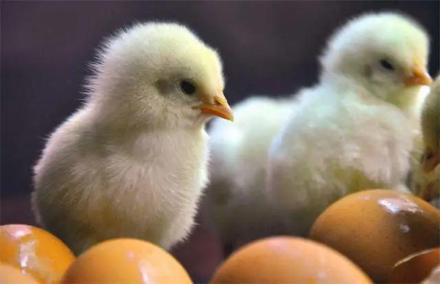脱温鸡买多少天成活率高点,如何提高鸡的成活率