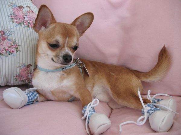 狗狗老是啃咬自己腿的毛,狗狗老是啃主人的手微疼