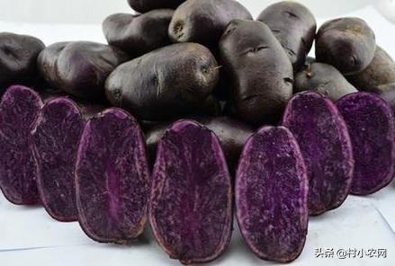 创业养殖农作物,有什么赚钱的农业种植项目