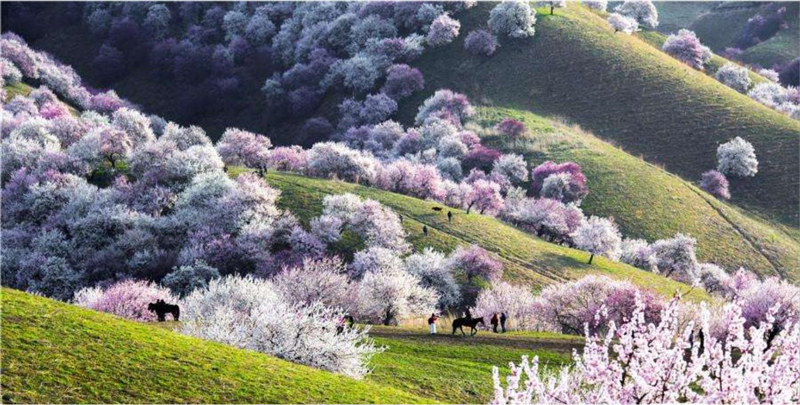 新疆伊犁人间仙境,新疆真正的人间仙境视频