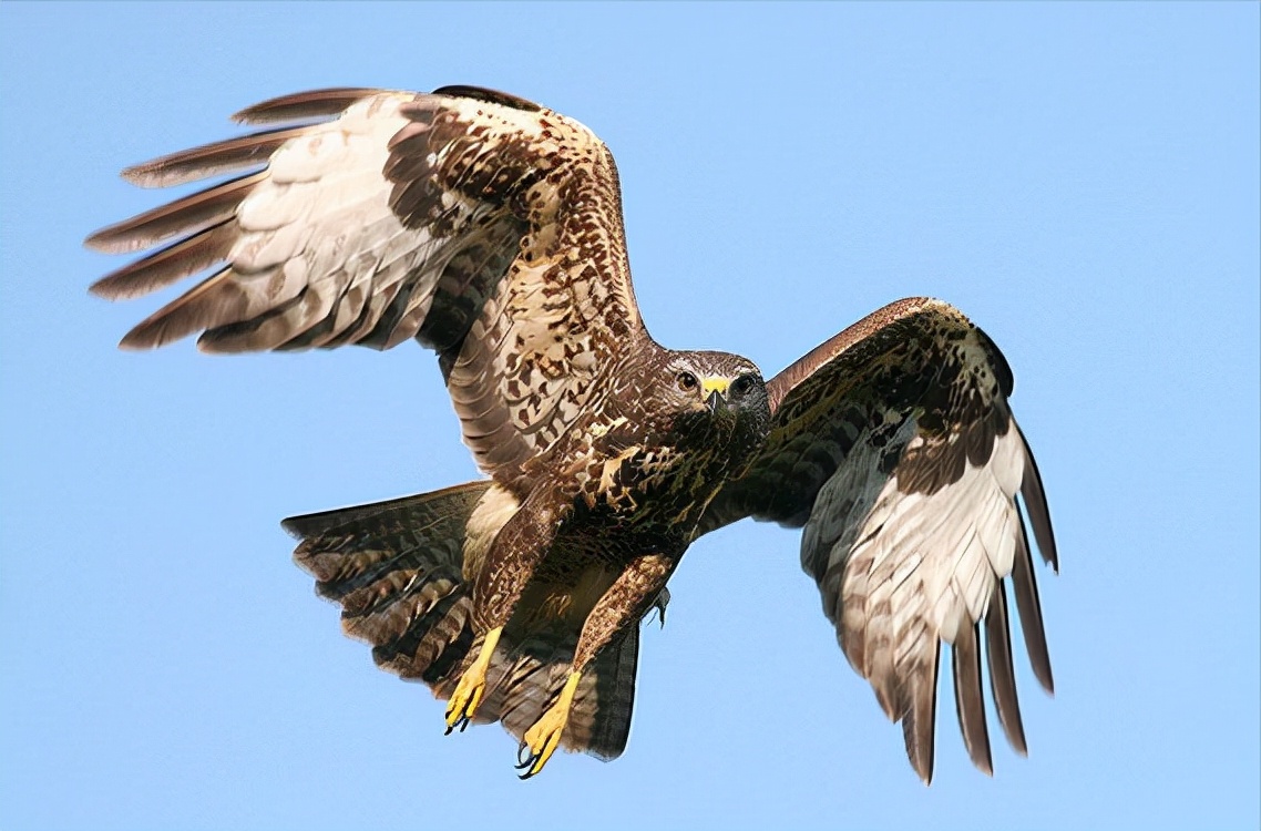 东江揽胜:收集常见鸟类图谱之猛禽篇,摄鸟人自留地,建议收藏