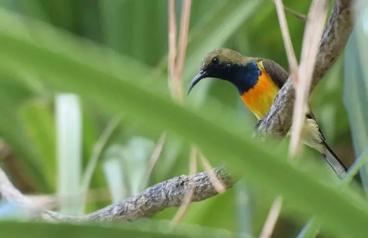 世界最贵酒店一晚460万,广东最贵别墅度假村