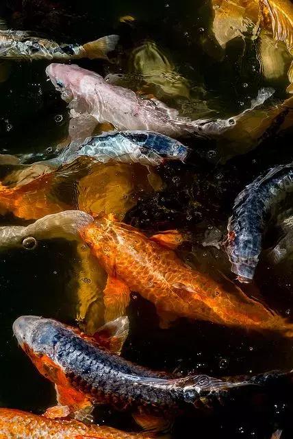 转运锦鲤简笔画,简笔画100种锦鲤图片