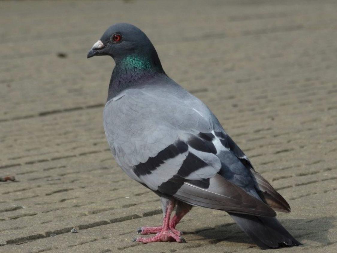 鸽子出现绿便是什么原因,鸽子紫胸最快的治疗方法