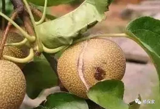 钙镁锌硼高产,钙镁硼铁镁什么农作物可用