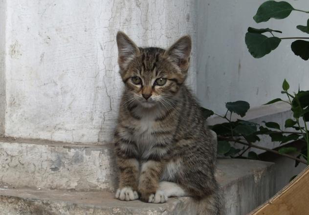 小野猫该喂什么,小野猫到家该怎么喂食