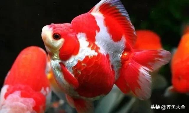 什么金鱼好养又好看,养哪种金鱼又好看又好养