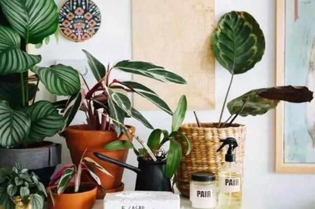 家里窗台阳光强适合养什么绿植,家里室外养花怎么摆放最好