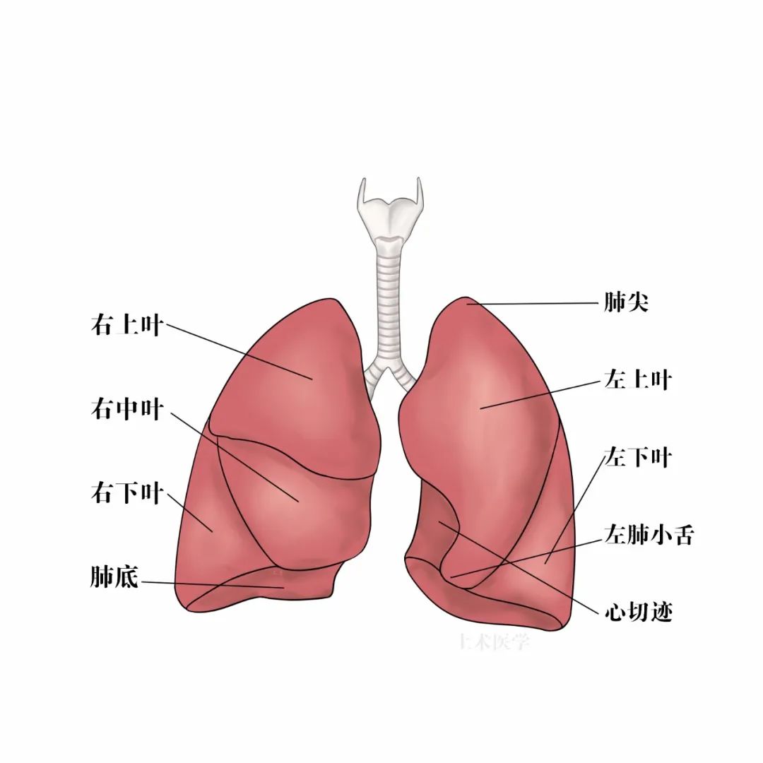 肺结节7mm需要做肺癌抗体7项,肺结节高危与早期肺癌的区别