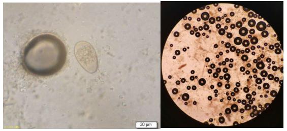 中国农大预防兽医,中国农业大学潘保良
