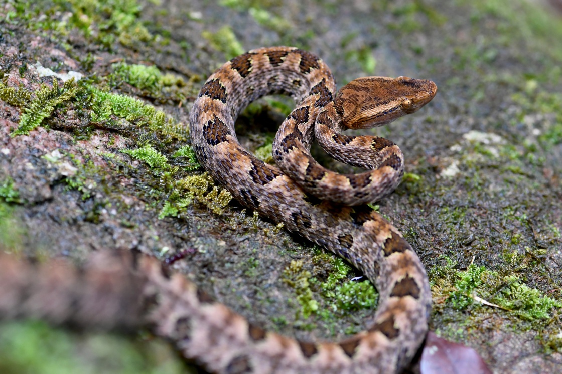 柴房惊现“烂草蛇”！广东66岁老人被咬伤！这是什么蛇？有多毒？