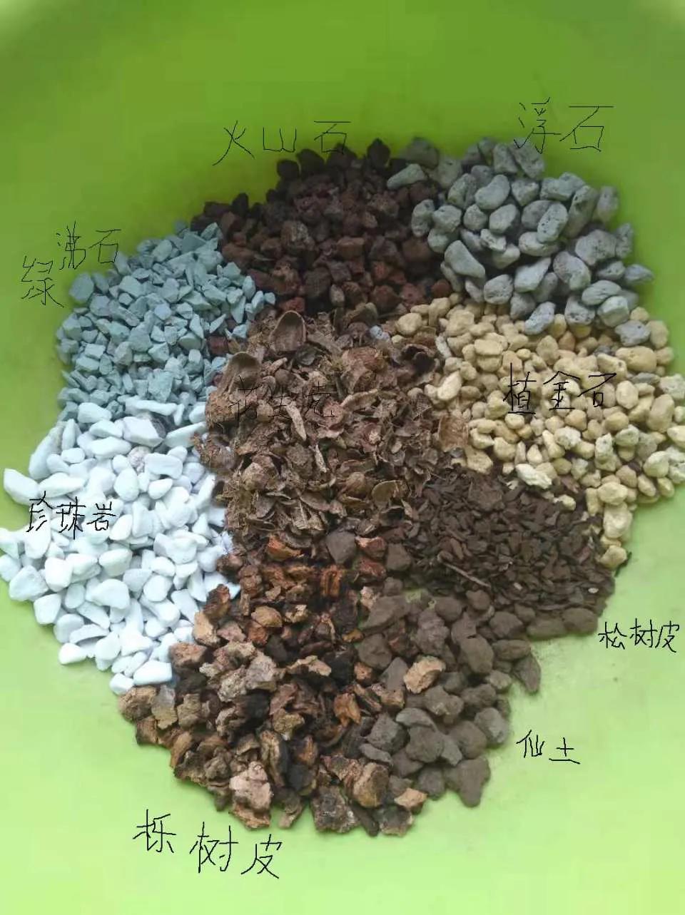 兰花上盆后怎样判断它服盆成活了,秋季兰花上盆方法