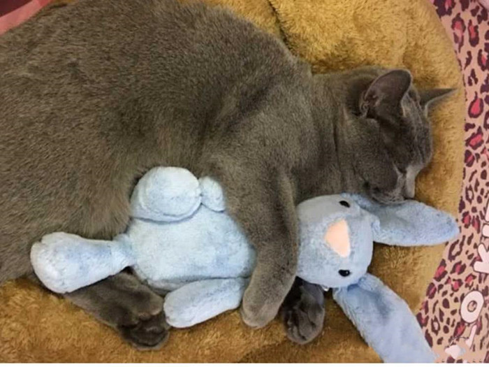 猫咪体外除虫会不会在家里,给猫咪洗澡能杀死跳蚤吗