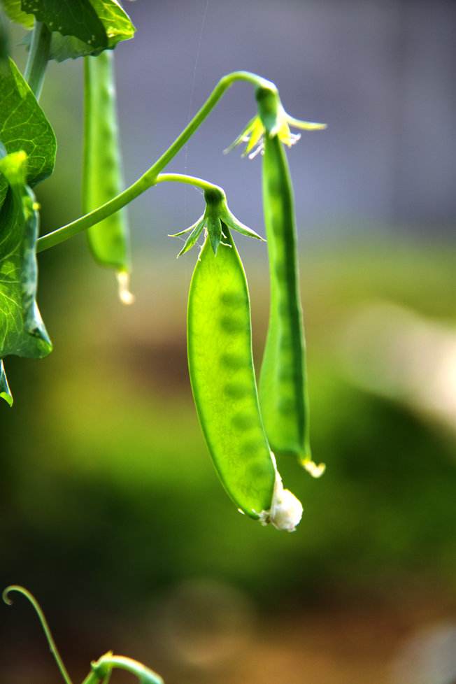 为什么荷兰豆在荷兰叫中国豆,荷兰豆为什么叫中国豆