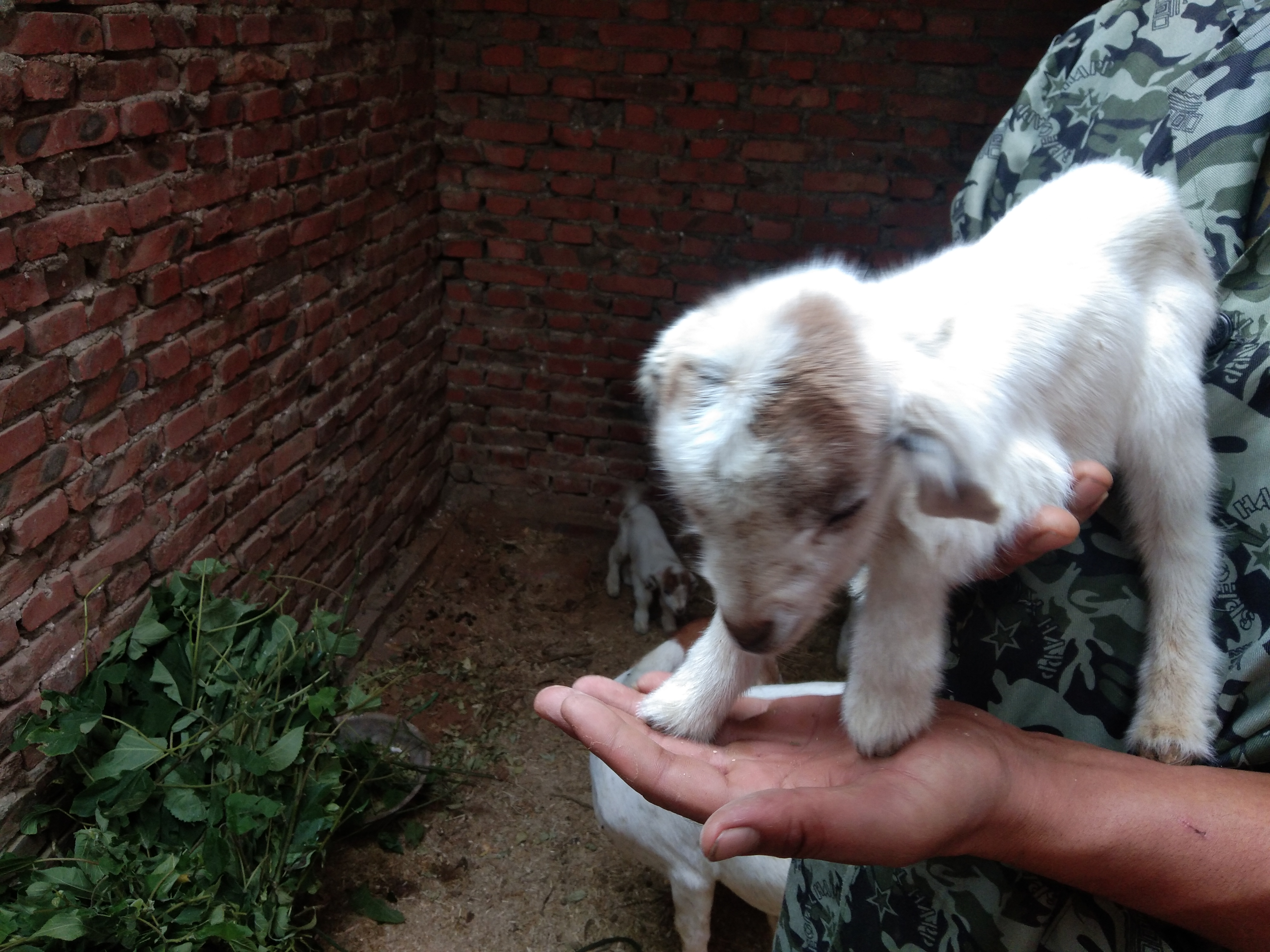 羊瘫痪生不出小羊怎么办,圈养羊最容易得啥病