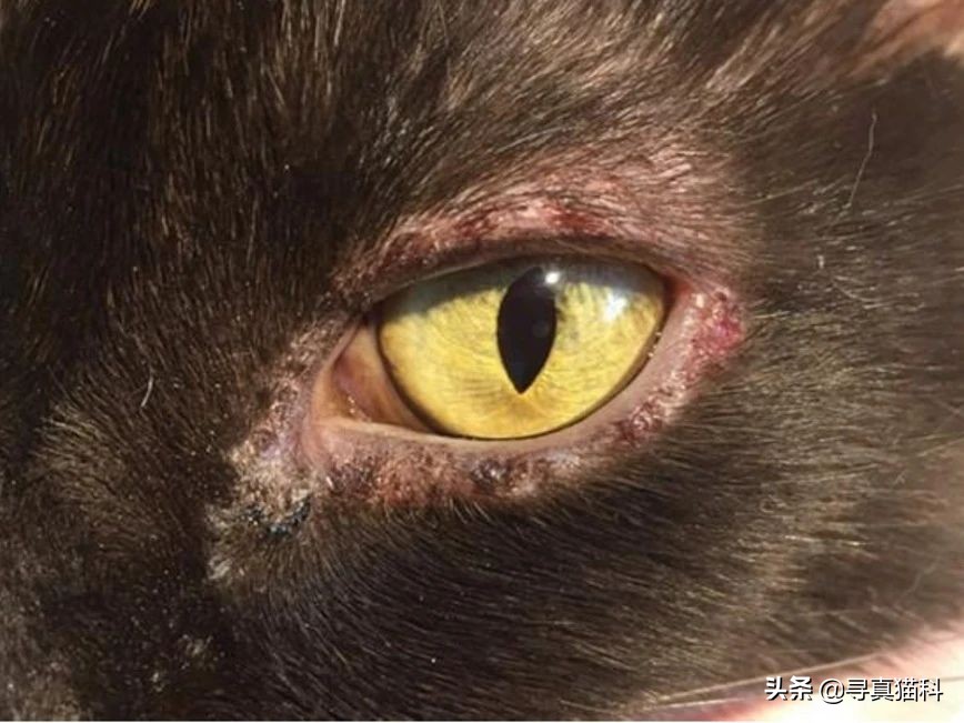 猫只流脓鼻涕打喷嚏也是疱疹吗,猫得了疱疹病毒只打喷嚏和流鼻涕