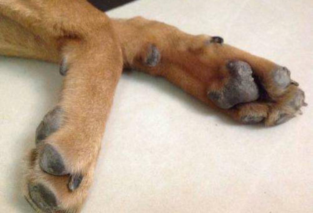 狗狗突发呕吐抽搐是怎么造成的,为何狗狗中毒会不停抽搐头向后仰