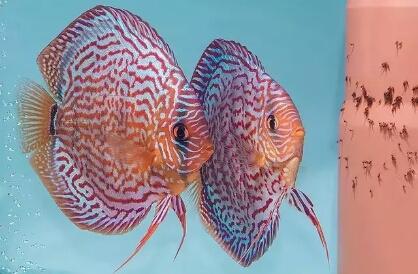 刚出生的孔雀鱼有针尾怎么处理,小孔雀鱼针尾会传染给大鱼吗