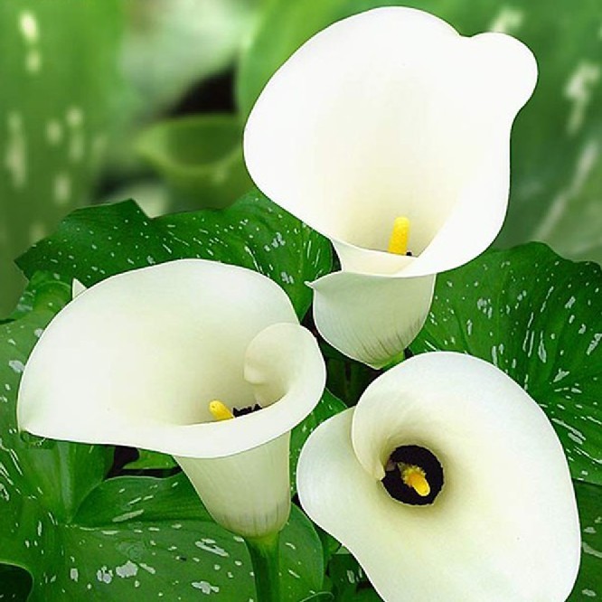 马蹄莲开花期间养护注意事项,马蹄莲开花期间养护注意什么