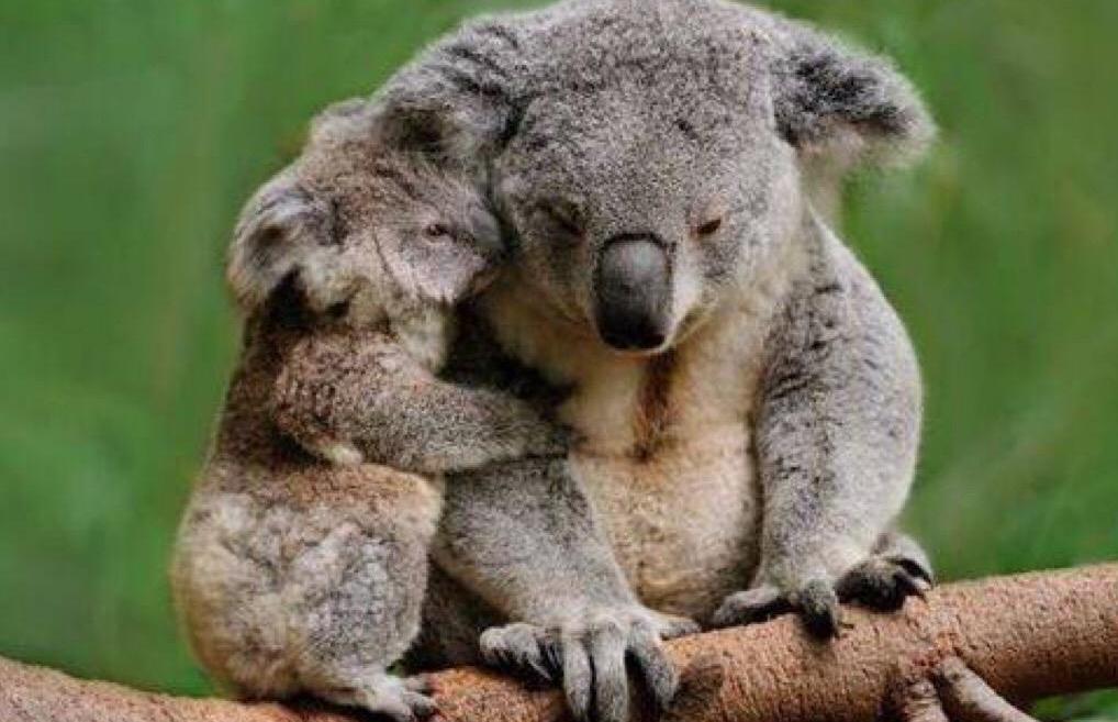 澳洲树袋熊是什么样的,澳大利亚国宝树袋熊进入人类市区