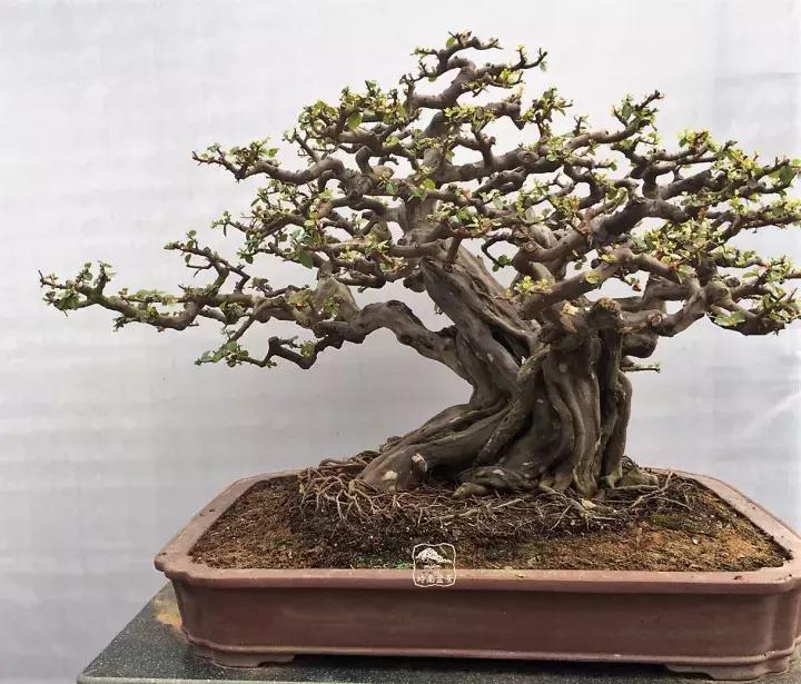 造型极美的盆景一起来欣赏,一组风吹出来的盆景欣赏动感十足