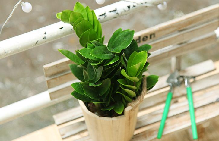 金钱树越长越旺盛怎么养护,金钱树如何养护才能长得旺盛