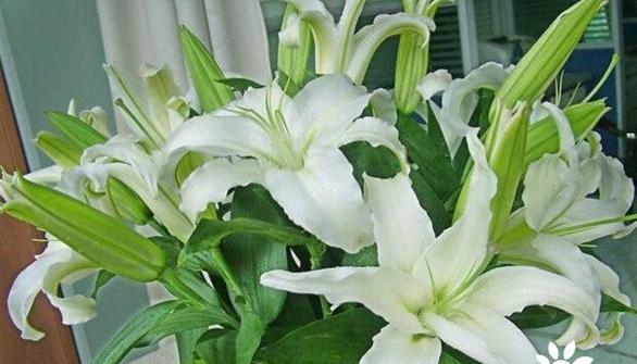 适合送给老师的花有哪些7种最适合送给老师的花,灯笼花代表感恩