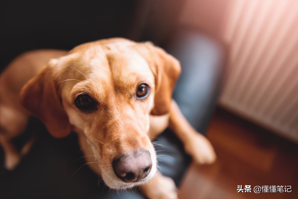 宠物在线问诊服务平台,宠物医生线上问诊平台