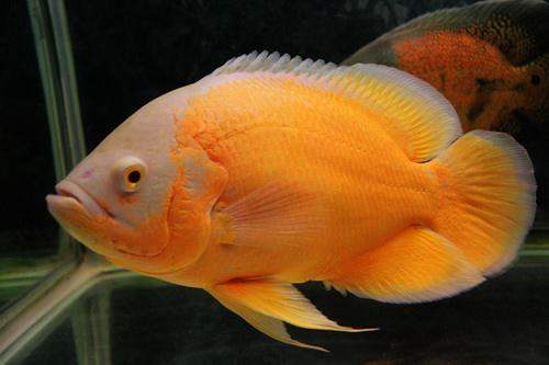 不同宠物花销大盘点原来养它才是真土豪