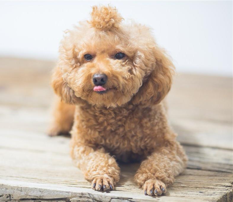 新手养泰迪狗养公狗好还是母狗好,养泰迪狗新手入门必知