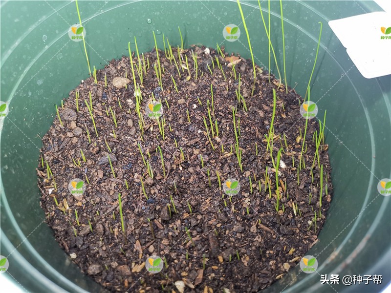 混播草坪哪种最好,什么草坪品种适合混播