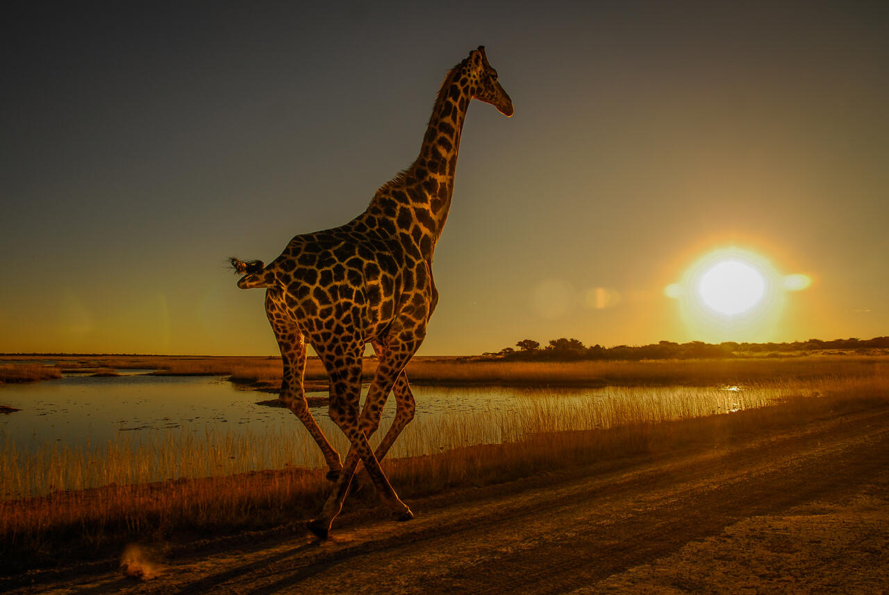缇庡浘娆ｈ祻鍚儏鑴夎剦,缇庡浘ai娣峰壀