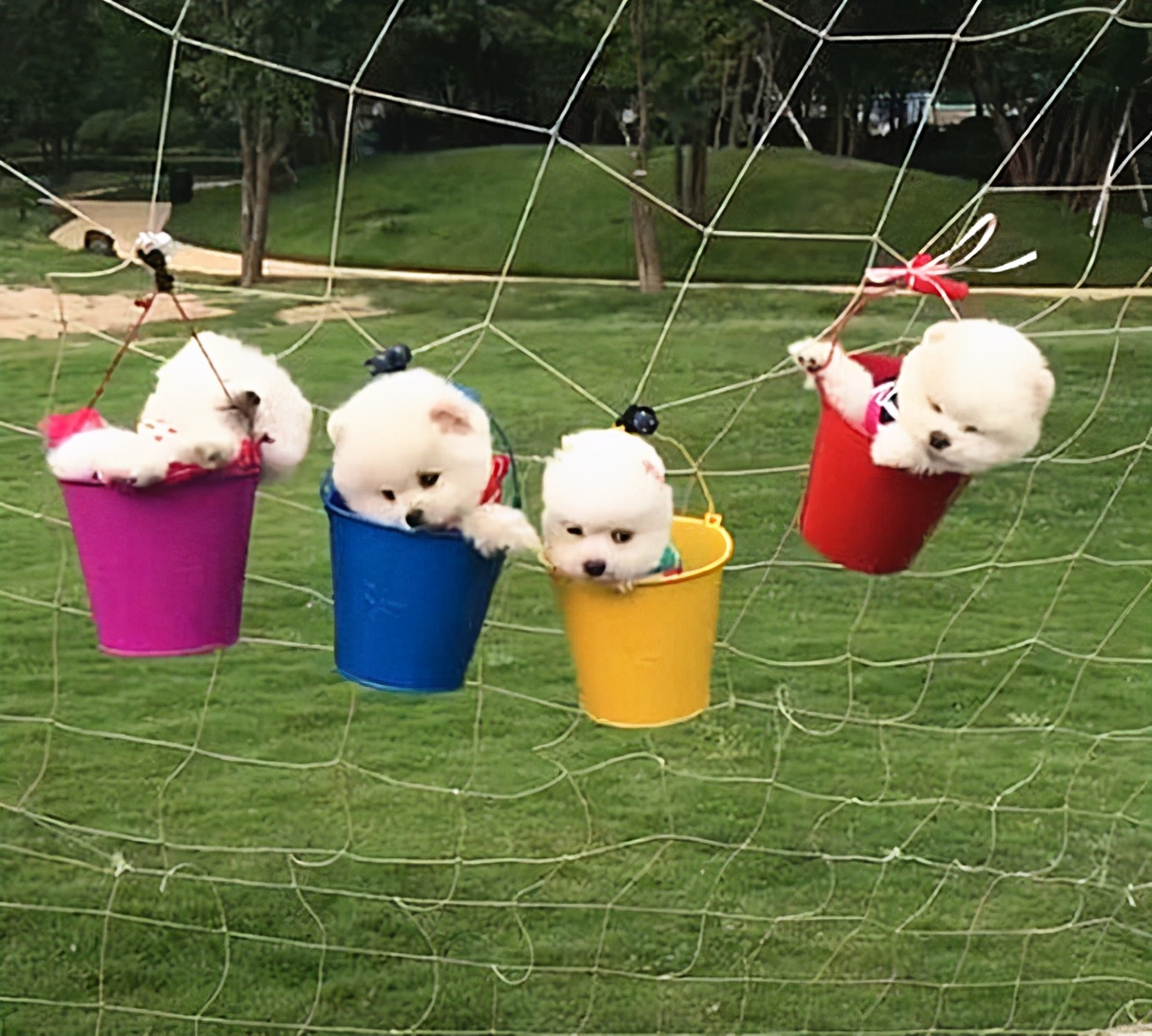 4鍙皬鐙楄閬楀純,鍥涘彧灏忕嫍琚冻鐞冪牳