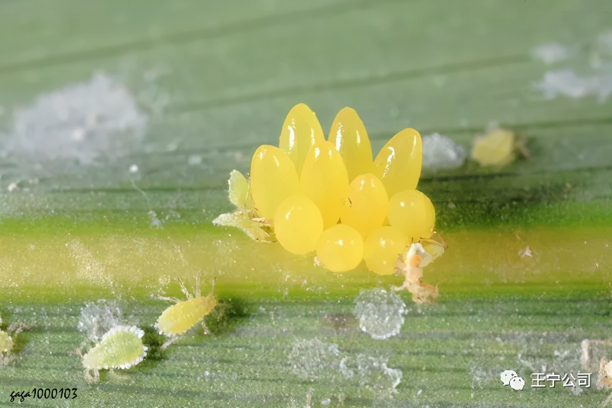 玉米上的虫害打什么药,玉米虫害防治口诀谚语