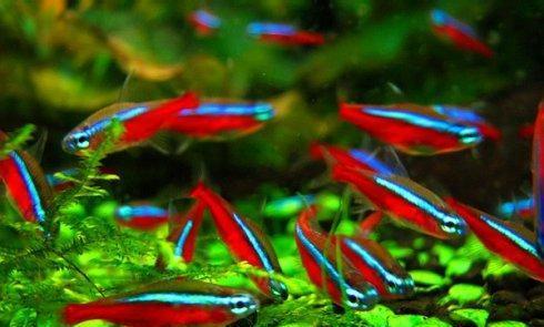 水草缸省钱造景,水草缸怎么降低ph值