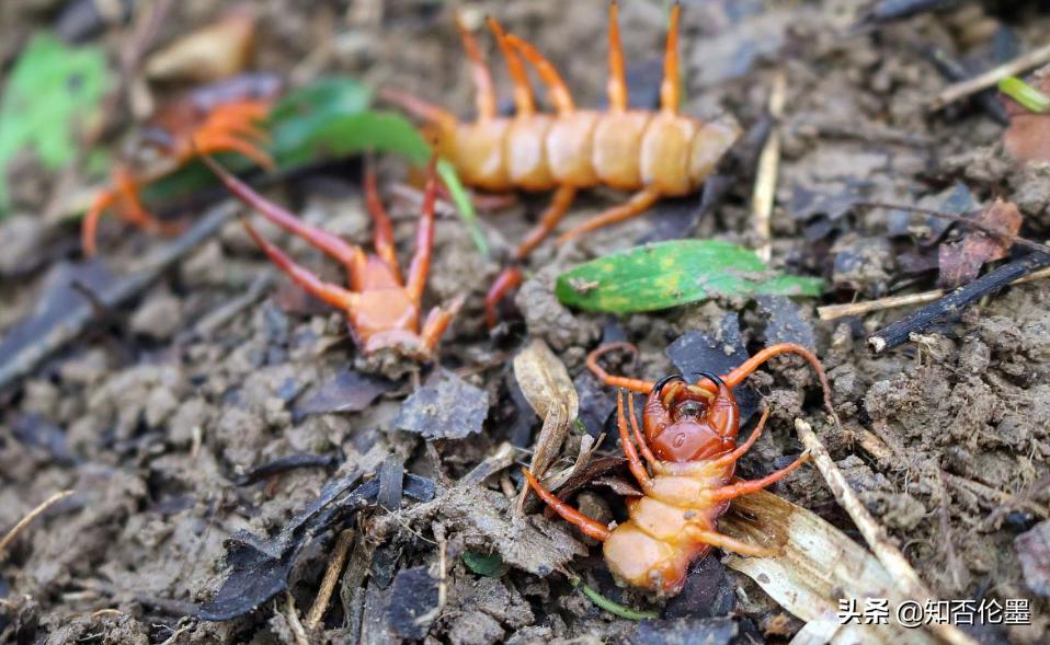 现在养什么最挣钱种植什么最挣钱,养殖小项目农村养殖什么比较靠谱