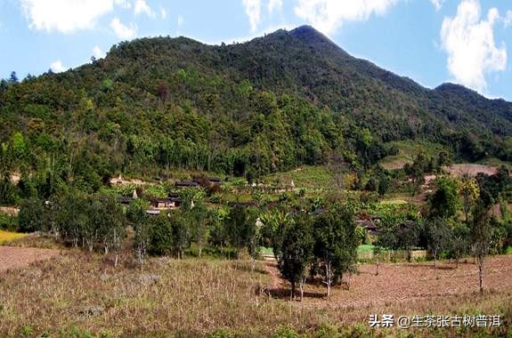 云南普洱茶山头茶知识,每个茶山普洱茶特点