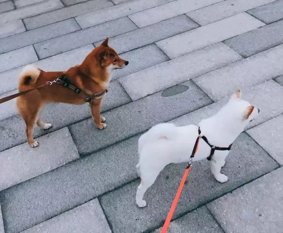 青岛有柴犬的日料店,青岛柴犬日料