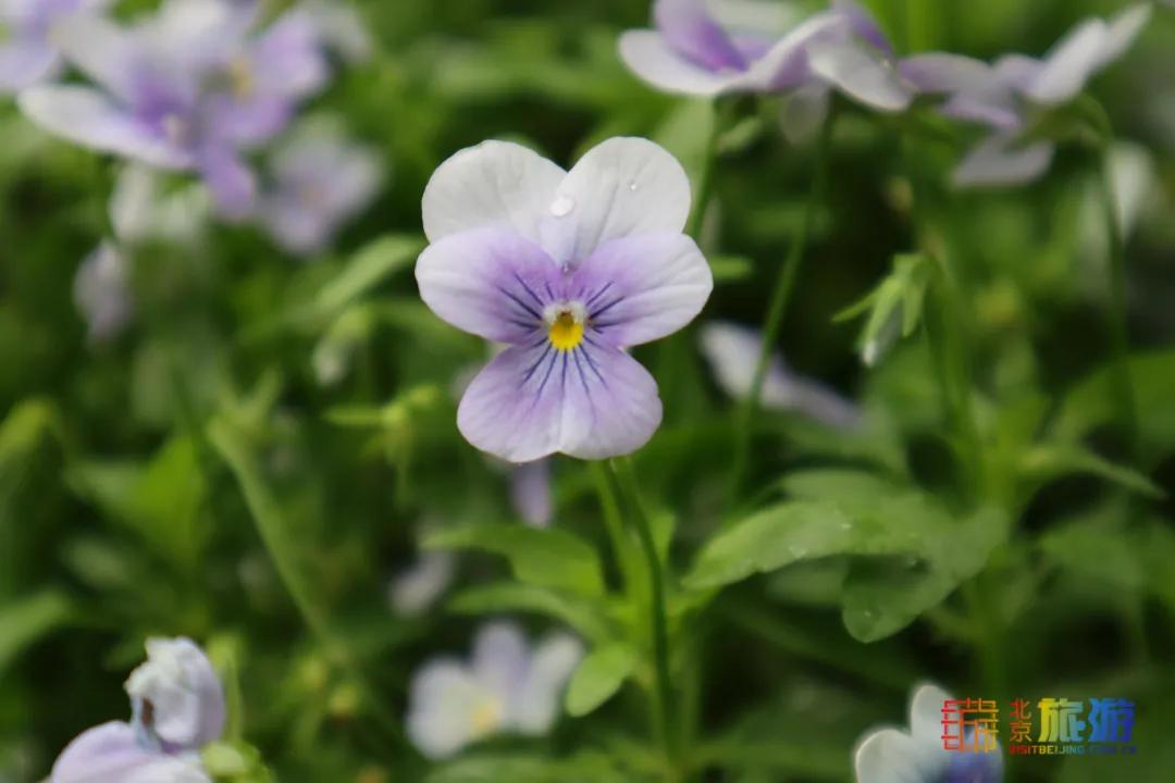 北京免费的花海公园,北京免费花海景区