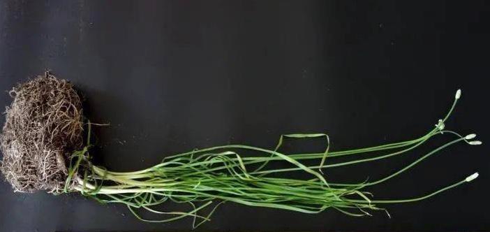 安徽发现的野韭菜,安徽发现野韭菜