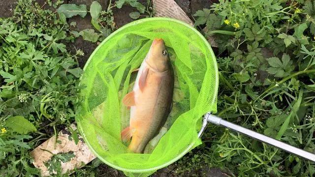 打窝以后抛竿抛不准,打窝后来鱼少是咋回事