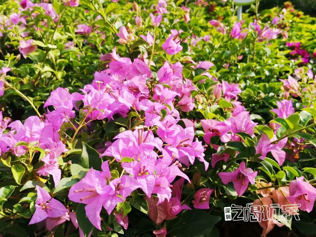 深圳最美簕杜鹃谷公园花海,宝安区花海赏花景点