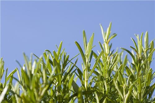 你的皮肤会有红肿痒吗？植物加盐就能让你拥有水润Q弹，快来试试