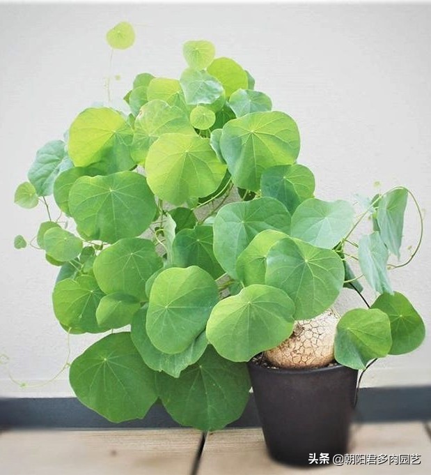 多肉乌龟,山乌龟和多肉种在一起