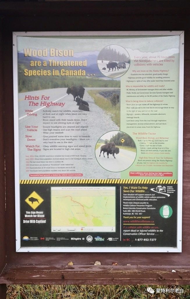 跟着老白行走加拿大，育空Watson Lake、BC省Northern Rockies