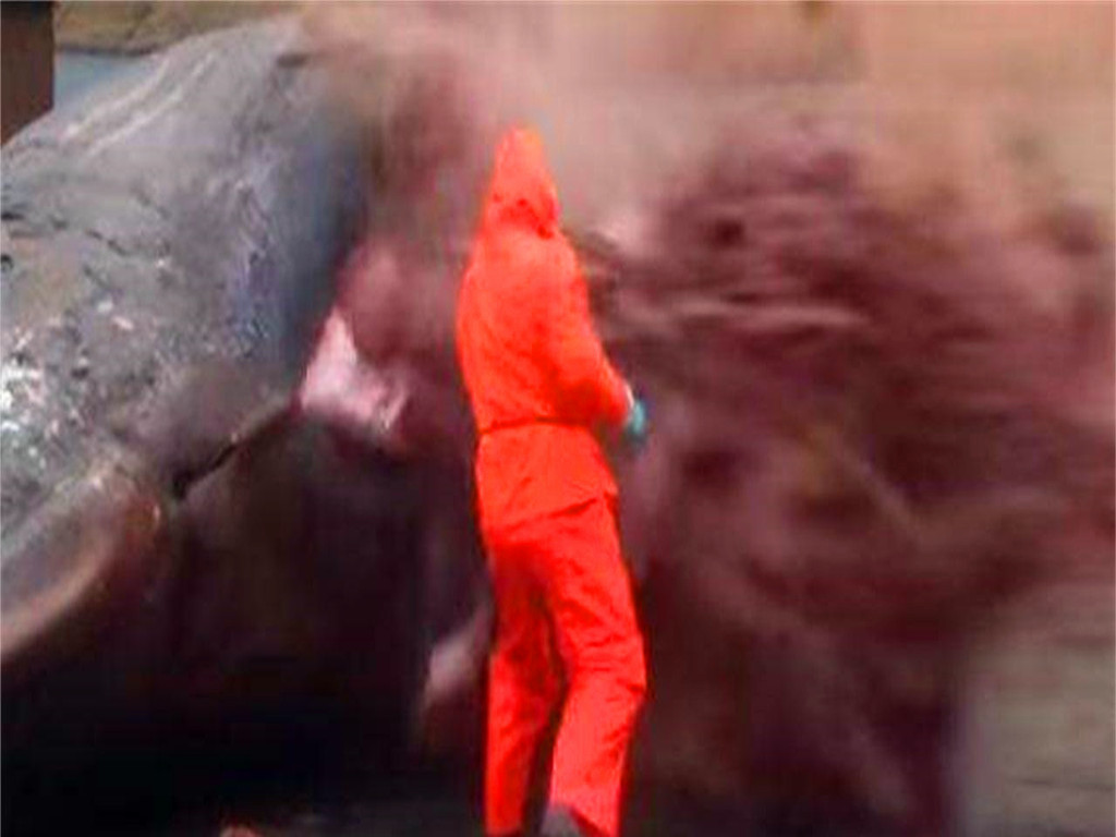 在沙漠中遇到死去的骆驼,在沙漠中碰到死后的骆驼