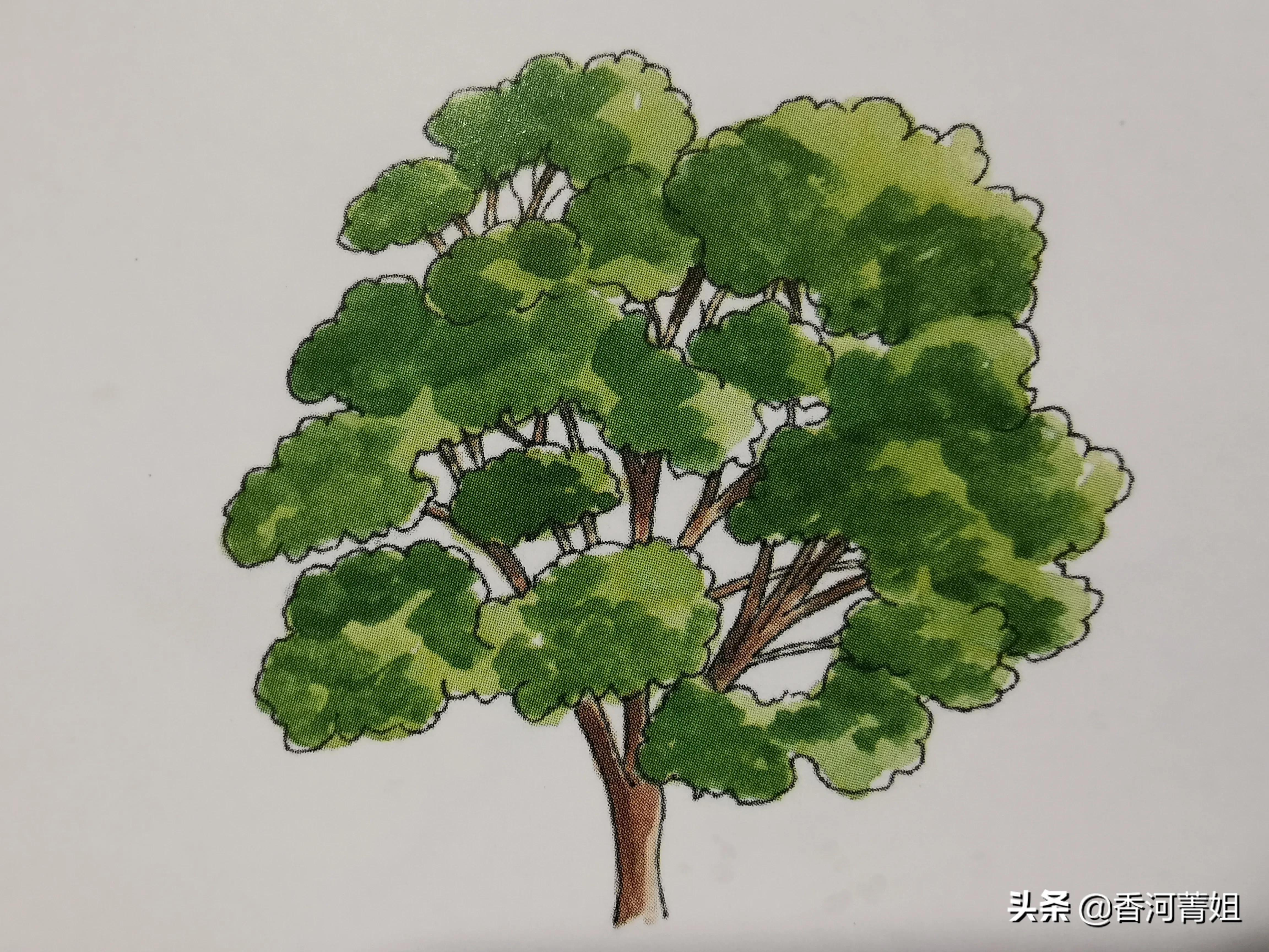 巴西硬木和塑木区别,巴西檀木