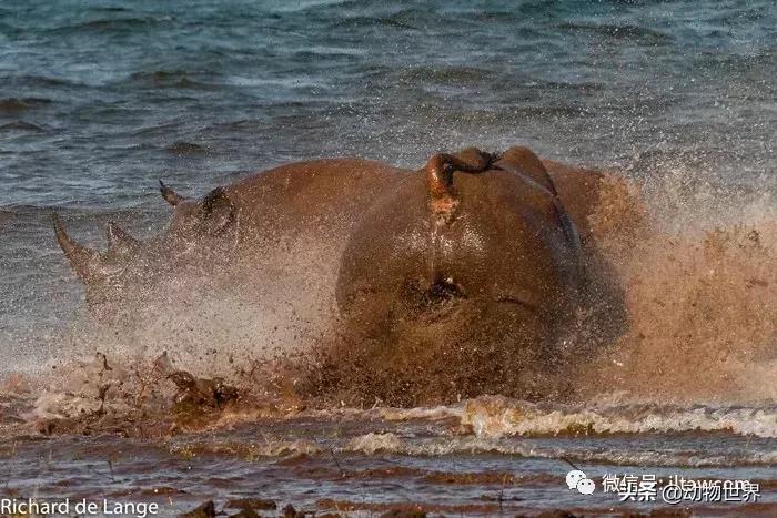 食草动物中的“斗士”-黑犀
