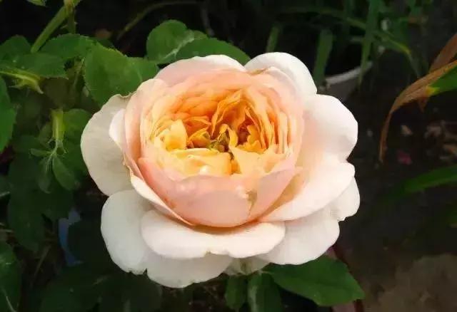 4000种不一样的玫瑰品种大全,100种玫瑰品种图鉴大全